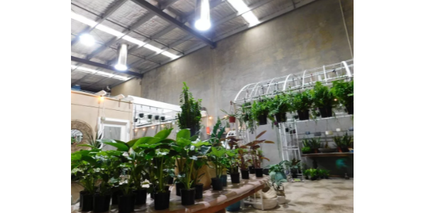 索樂圖導光管照明系統——零照明能耗的室內栽培解決方案